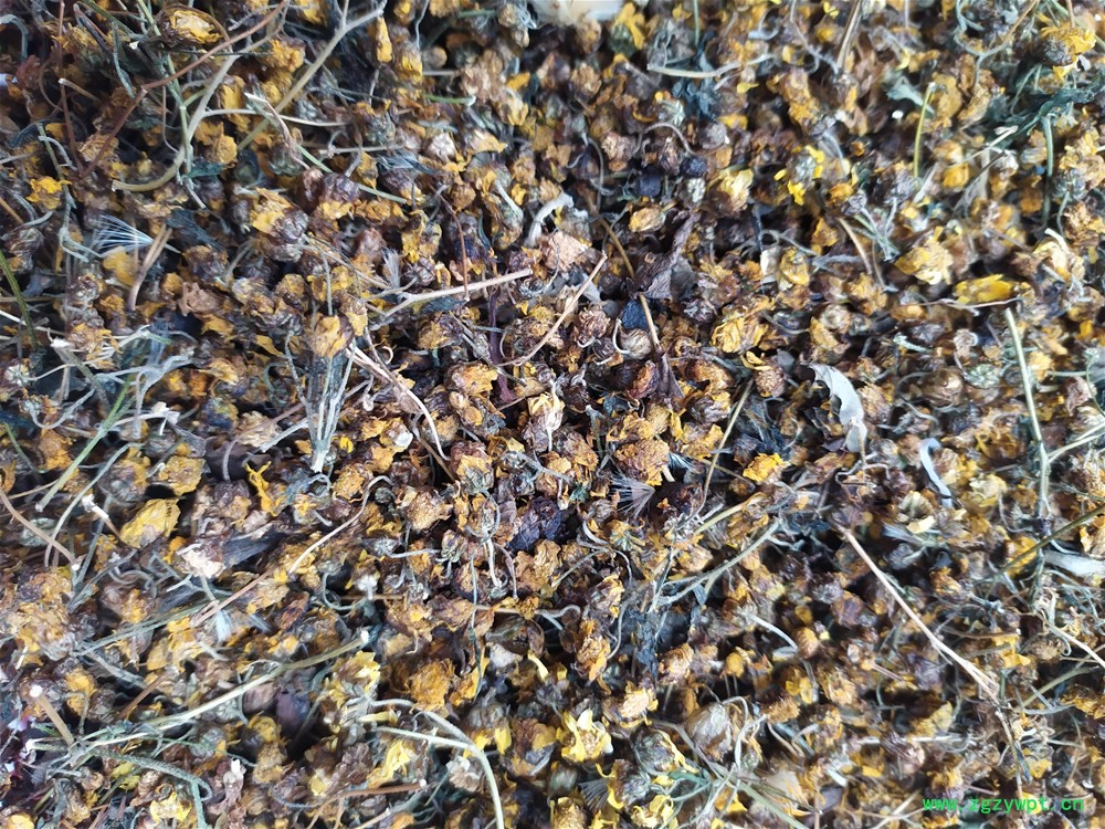 野菊花颗粒统货 (4).jpg 野菊花颗粒统货 (4).jpg