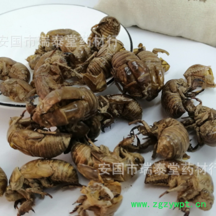 蝉蜕 知了壳 蝉蜕 虫退 制香料细粉图2