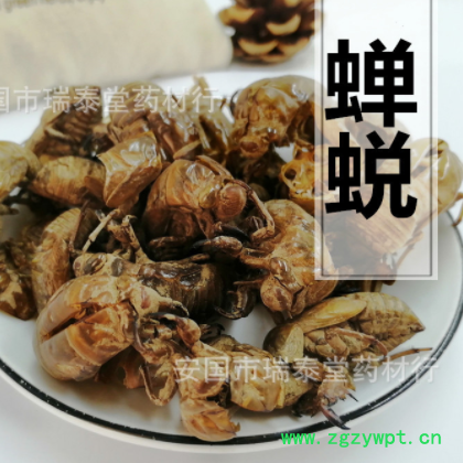 蝉蜕 知了壳 蝉蜕 虫退 制香料细粉图3