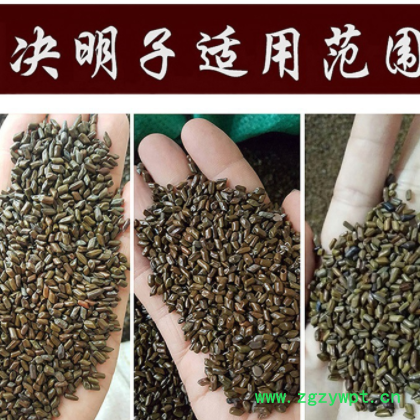 决明子供应熟决明子茶 枕头芯填充用决明子 儿童沙滩玩具沙决明子图2