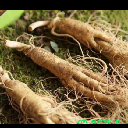 长白山带土鲜人参 自家人参种植基地 泡酒鲜参 原产地大货批发图2