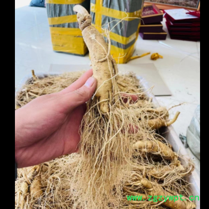 长白山带土鲜人参 自家人参种植基地 泡酒鲜参 原产地大货批发图3