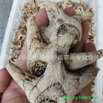 中药材旱白芨鲜白芨种苗三叉白芨现货批发 干白芨产地直销500g图2