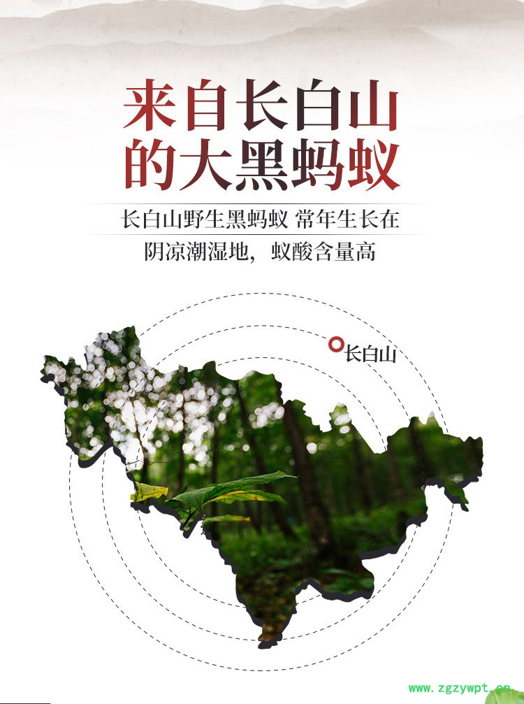 广西黑蚂蚁多钱一斤,中药拟黑多刺蚁,东北特产泡酒泡水