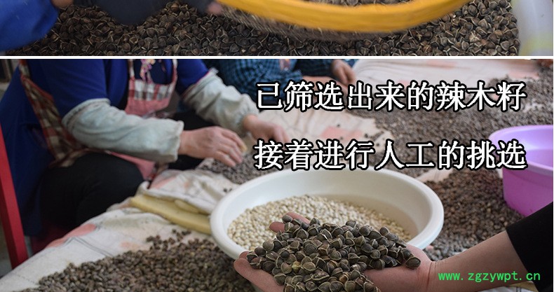 印度辣木籽多钱一斤,正宗印度辣木籽,食同源中药材散装批发