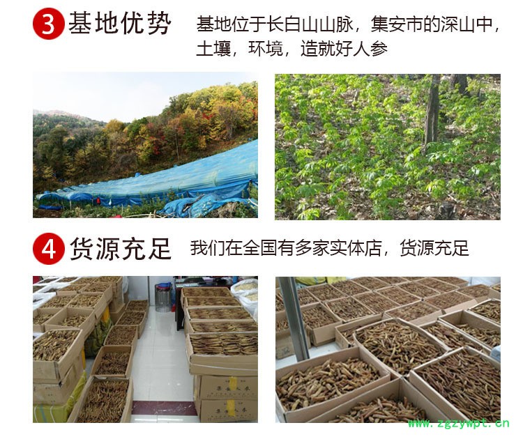 原皮生晒参白参,白参批发白参产地,中药材东北长白山带须人参