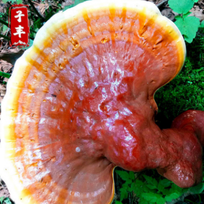 东北特产整枝紫灵芝 长白山椴木赤芝 林下野生紫灵芝免费打粉