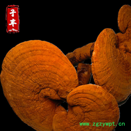 东北特产整枝紫灵芝 长白山椴木赤芝 林下野生紫灵芝免费打粉图3