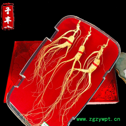 长白山15-20年参龄林下参籽货野山参直生根 吉林人参产地批发优货