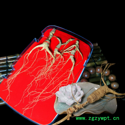 长白山15-20年参龄林下参籽货野山参直生根 吉林人参产地批发优货图3