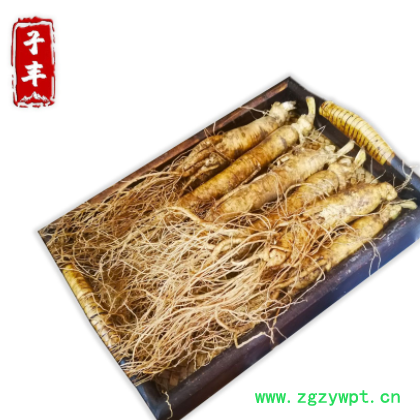 【鲜参】长白山人参批发 产地供应 东北特产 新鲜人参 泡酒参图3