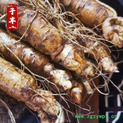 【鲜参】长白山人参批发 产地供应 东北特产 新鲜人参 泡酒参图2