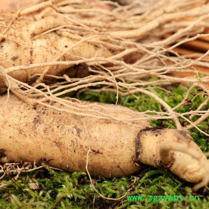 【长白山单支25g】吉林产地供应东北特产鲜参类食品泡酒煲汤批发图2