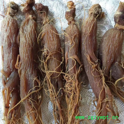 厂家批发长白山全须红参250g 盒装7-10支左右入药人参农家种植图2