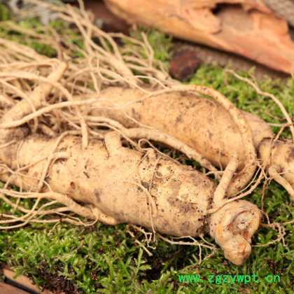 福顺土特产各类人参批发 长白山2棵礼盒装新鲜人参厂家批发图2