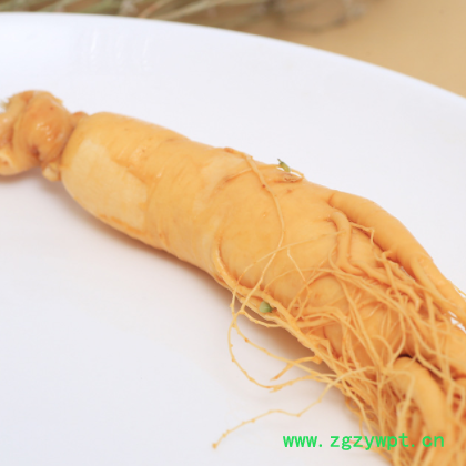 产地批发东北特产新鲜人参 单支袋装40g左右保鲜参批发零售图3