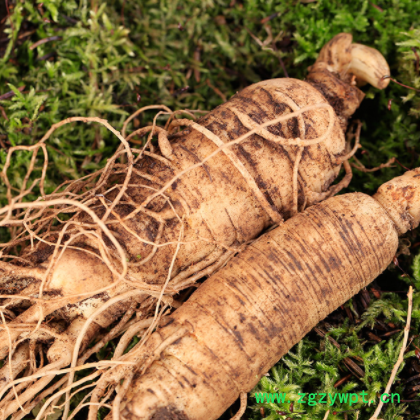 供应东北新鲜西洋参 散装新鲜花旗参刚出土西洋参泡酒500克批发图2
