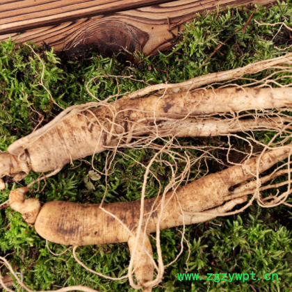 供应东北新鲜西洋参 散装新鲜花旗参刚出土西洋参泡酒500克批发图3