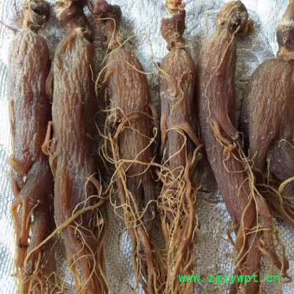 厂家货源长白山全须红参 盒装15-20支左右规格齐全入药人参批发图3