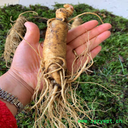 现货供应长白山新鲜人参 散装500克入药泡酒带土鲜人参批发图3