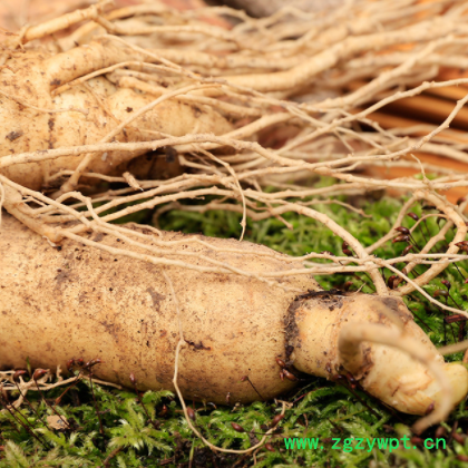 现货供应长白山新鲜人参 散装500克入药泡酒带土鲜人参批发图2