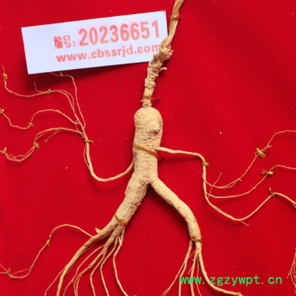 东北特产长白山林下山参 礼盒装单支山参送礼佳品一件代发货源图2