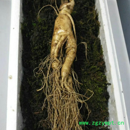 带土鲜人参新鲜长白山人参批发带土园参新鲜大人参泡酒参一斤5枝图3