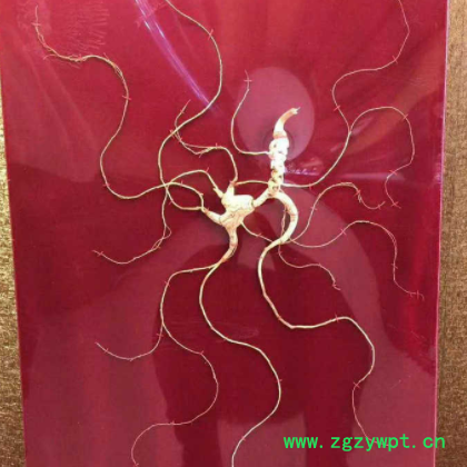 长白山野山参60cm礼盒正规国检一等证书 产地批发野人参野生人身图3