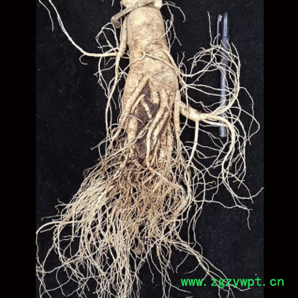 新鲜人参大个人参泡酒人参新鲜带土人参长白山鲜人参送礼大参鲜图3