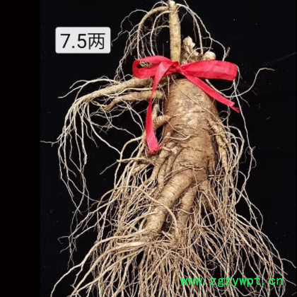 新鲜人参大个人参泡酒人参新鲜带土人参长白山鲜人参送礼大参鲜图2