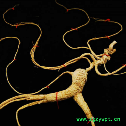 产地直销东北特产长白山人参50cm林下籽礼盒人参会销礼品泡酒参图2