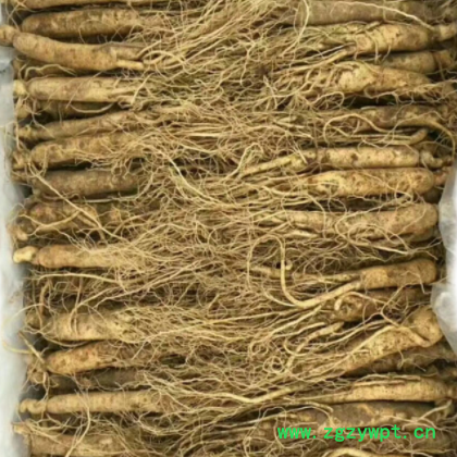 2019年新鲜带土人参 现挖现卖批发鲜人参 非保鲜人参东北人参图3