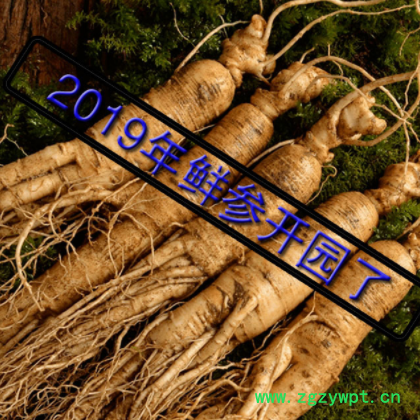 2019年新鲜带土人参 现挖现卖批发鲜人参 非保鲜人参东北人参