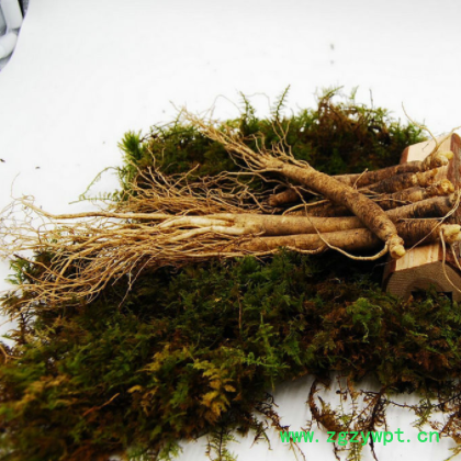 产地现货供应东北特产长白山小人参 火锅煲汤带土鲜人参规格齐全图3