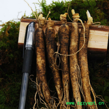 产地现货供应东北特产长白山小人参 火锅煲汤带土鲜人参规格齐全图2