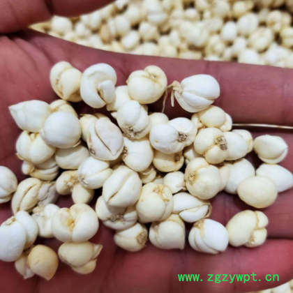 批发中药材 川贝 川贝母 250克/袋 实物拍摄川贝图2