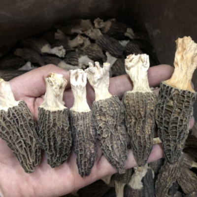 头期羊肚菌6-8公分厚肉颜色黑浓香50克一包食用菌菇干货煲汤材料