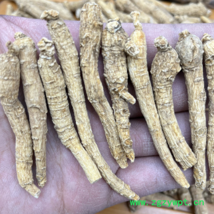 国产花旗参西洋参山东硬质硬肉2-2.5克规格参条参段2021年新货图2