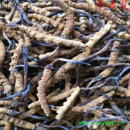 冬虫夏草 虫草 青海玉树货干度好 无熏蒸 1克 中药材原料图2