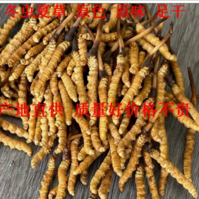 冬虫夏草 虫草 青海玉树货干度好 无熏蒸 1克 中药材原料