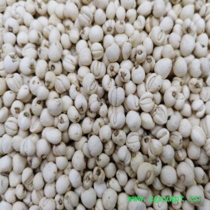 川贝母 松贝 松贝母 千珍 中药材 支持检测 可开发票图2