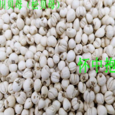 川贝母 松贝 松贝母 千珍 中药材 支持检测 可开发票