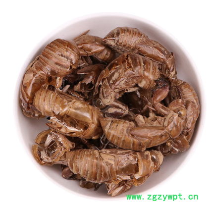 新货蝉蜕 批发中药材蝉衣 无增重知了皮 无灌浆水洗虫蜕金蝉壳图3