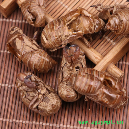 新货蝉蜕 批发中药材蝉衣 无增重知了皮 无灌浆水洗虫蜕金蝉壳图2