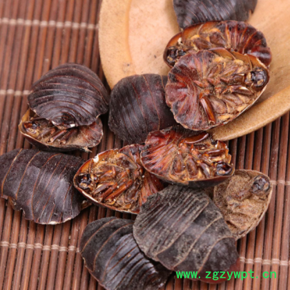 金边土元批发昆虫原药材 清水土元 土鳖虫 地鳖虫 中药材水洗土元图2