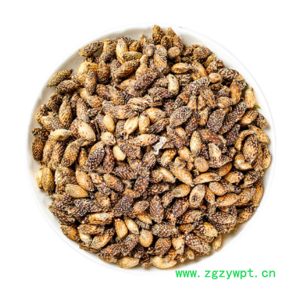 苍耳子 炒苍耳子 去刺苍耳子 中药材苍耳子 牛虱子 产地大量现货图3