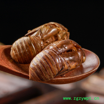 蝉蜕 蝉壳 水洗蝉衣 知了皮 现货批发中药材图2