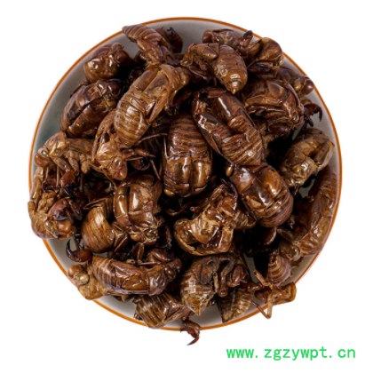 蝉蜕 蝉壳 水洗蝉衣 知了皮 现货批发中药材图3