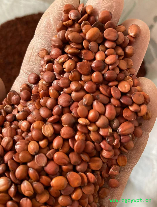 广之源酸枣仁图2