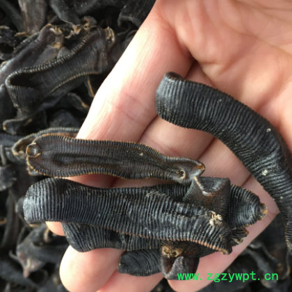 恒义中药材批发品质中药材清水蚂蟥 清水吊干水蛭 水蛭 各种